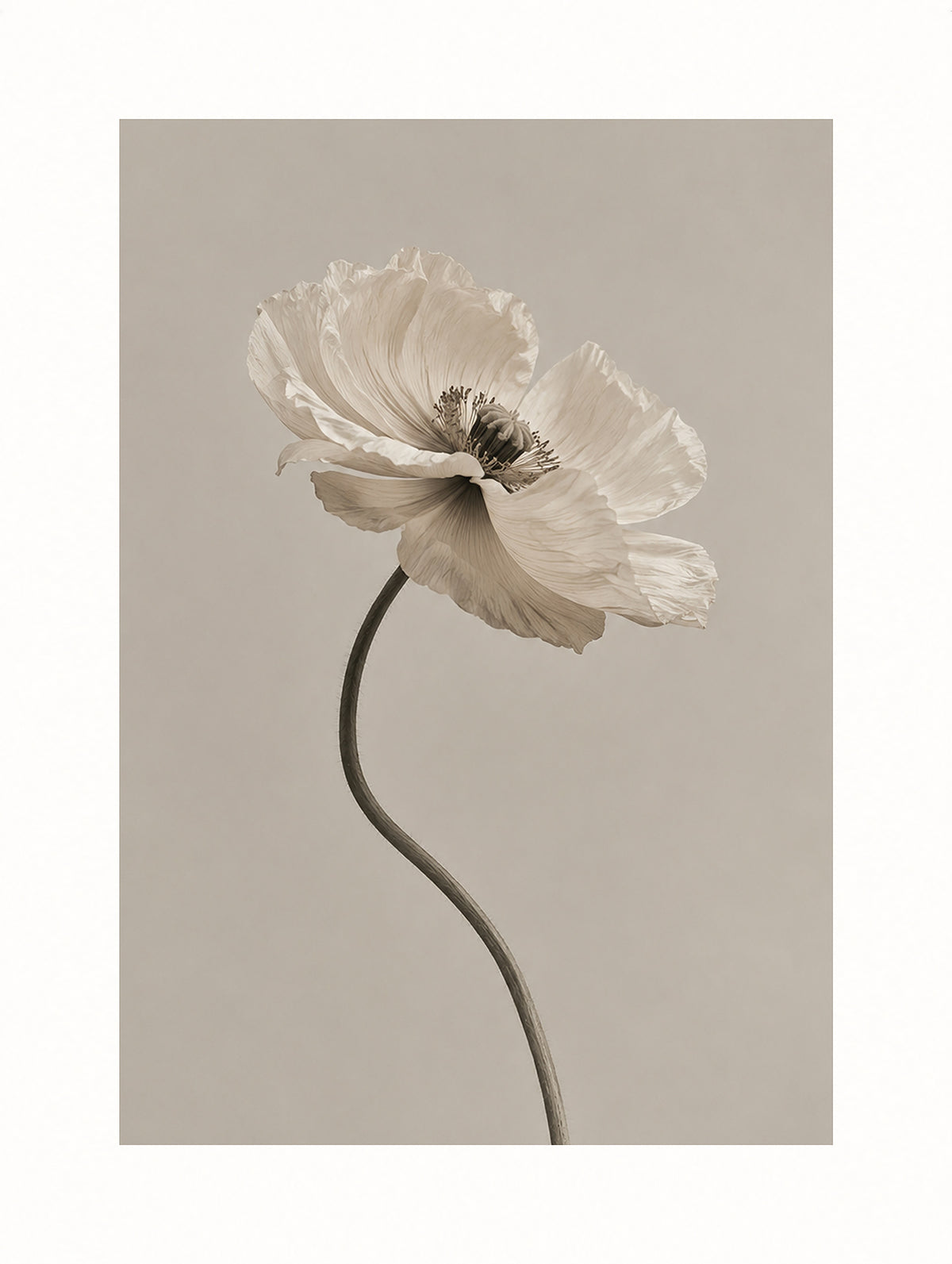 Vit vallmo blomma