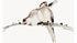 Birds on Branch - Katsushika Hokusai