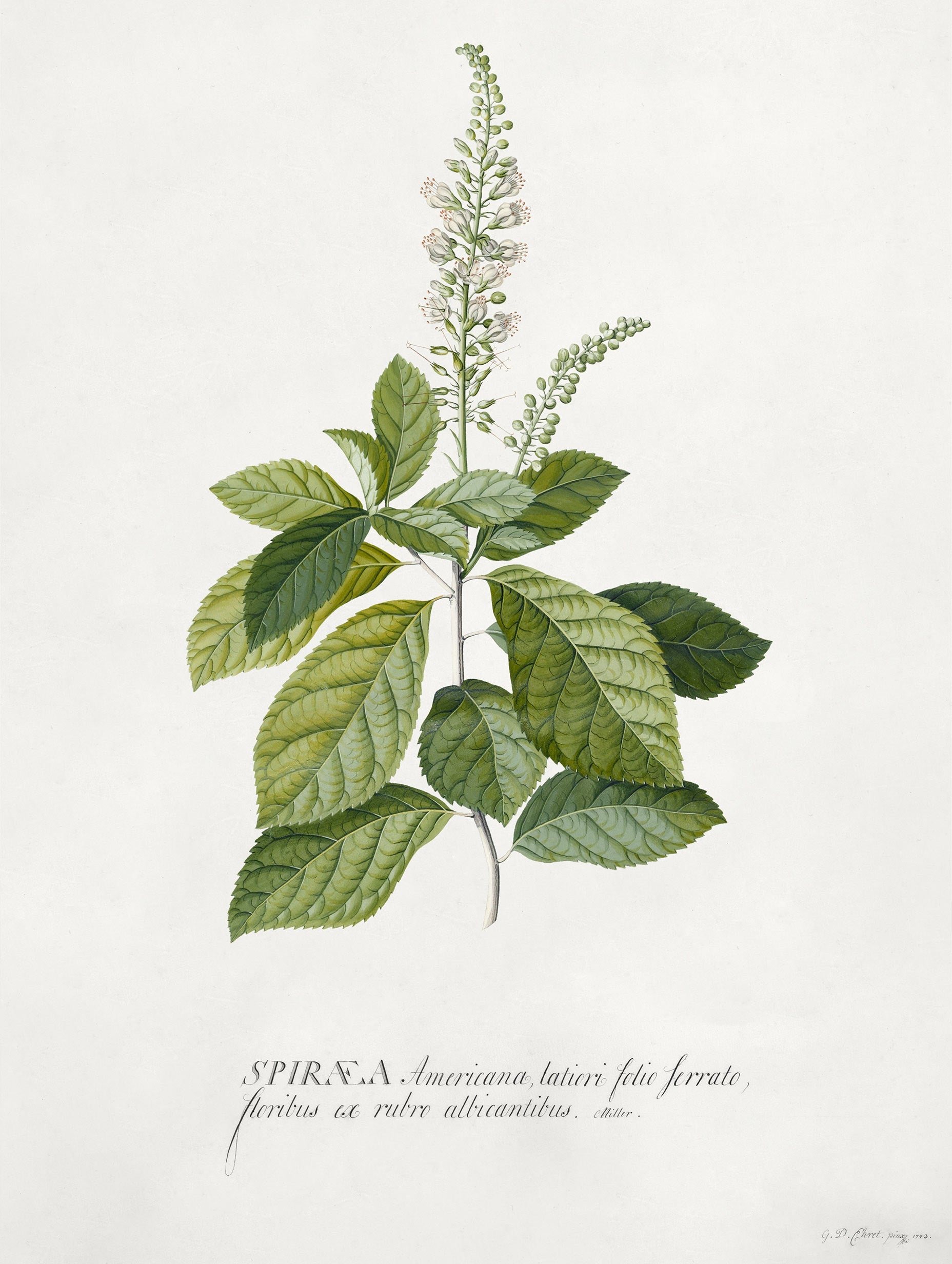Alstroemeria-affisch
