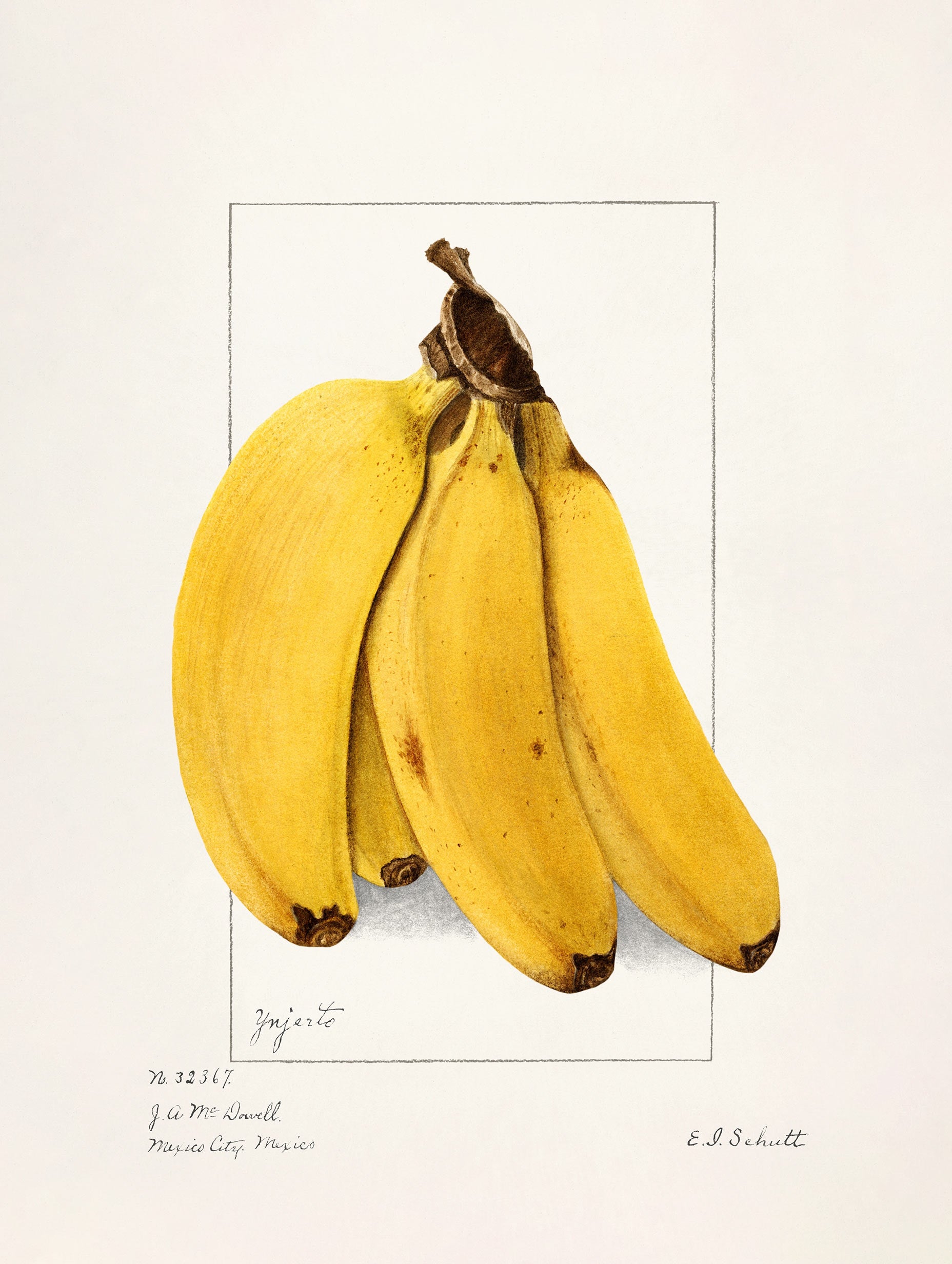 Bananer (Musa) - Ellen Isham Schutt
