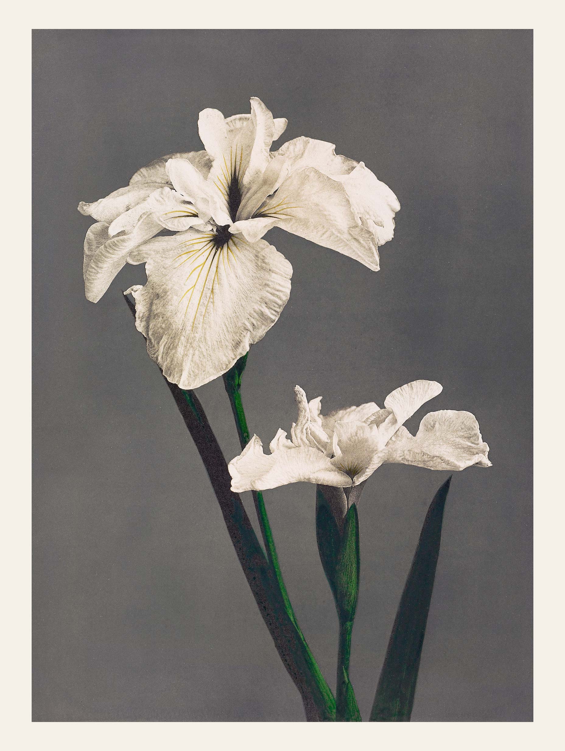 Iris Kæmpferi - Kazumasa Ogawa