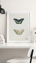 Top and bottom view of a butterfly Jacobus Johannes van Os Art Print Mockup