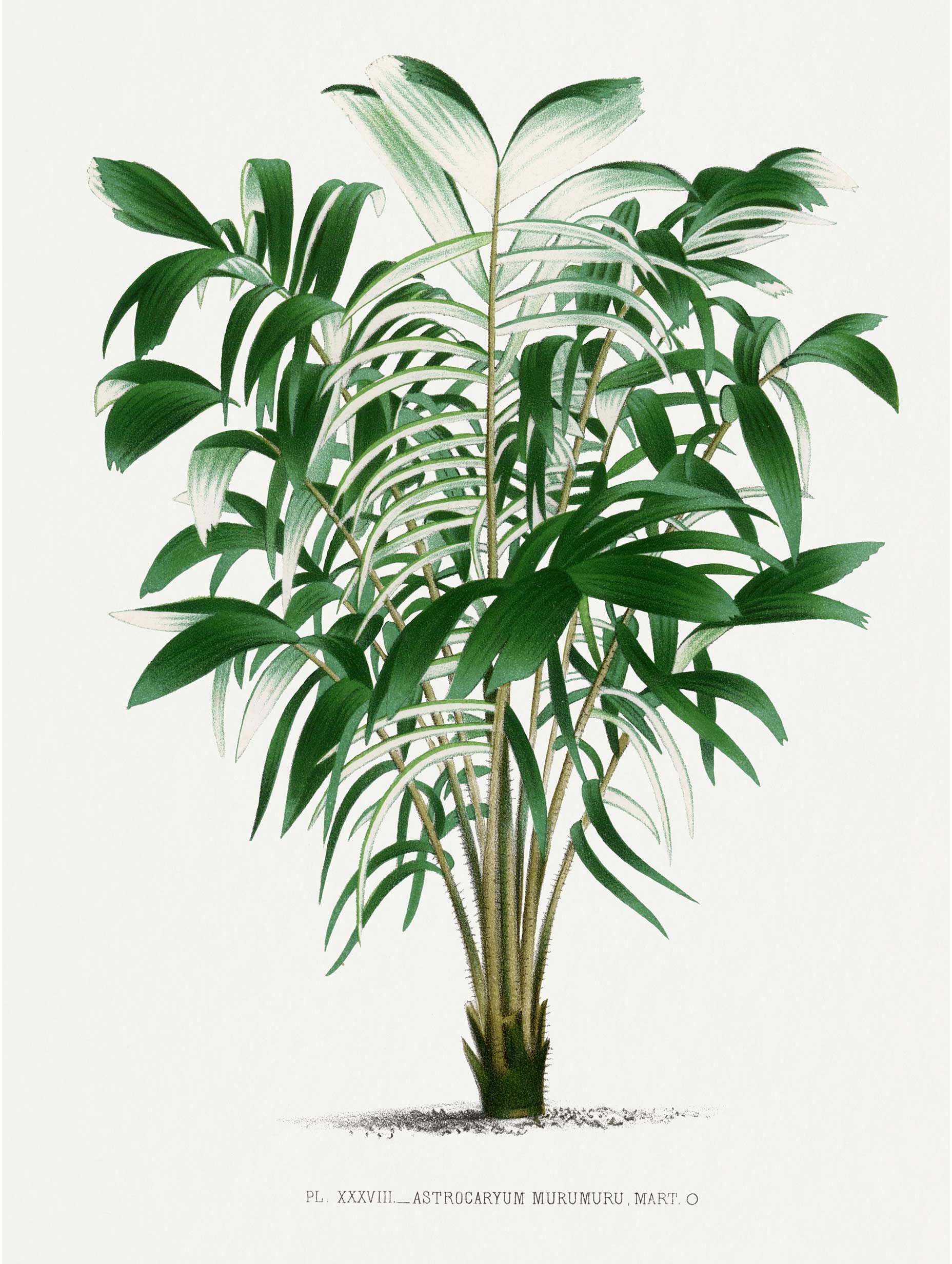 Vintage Palm Tree