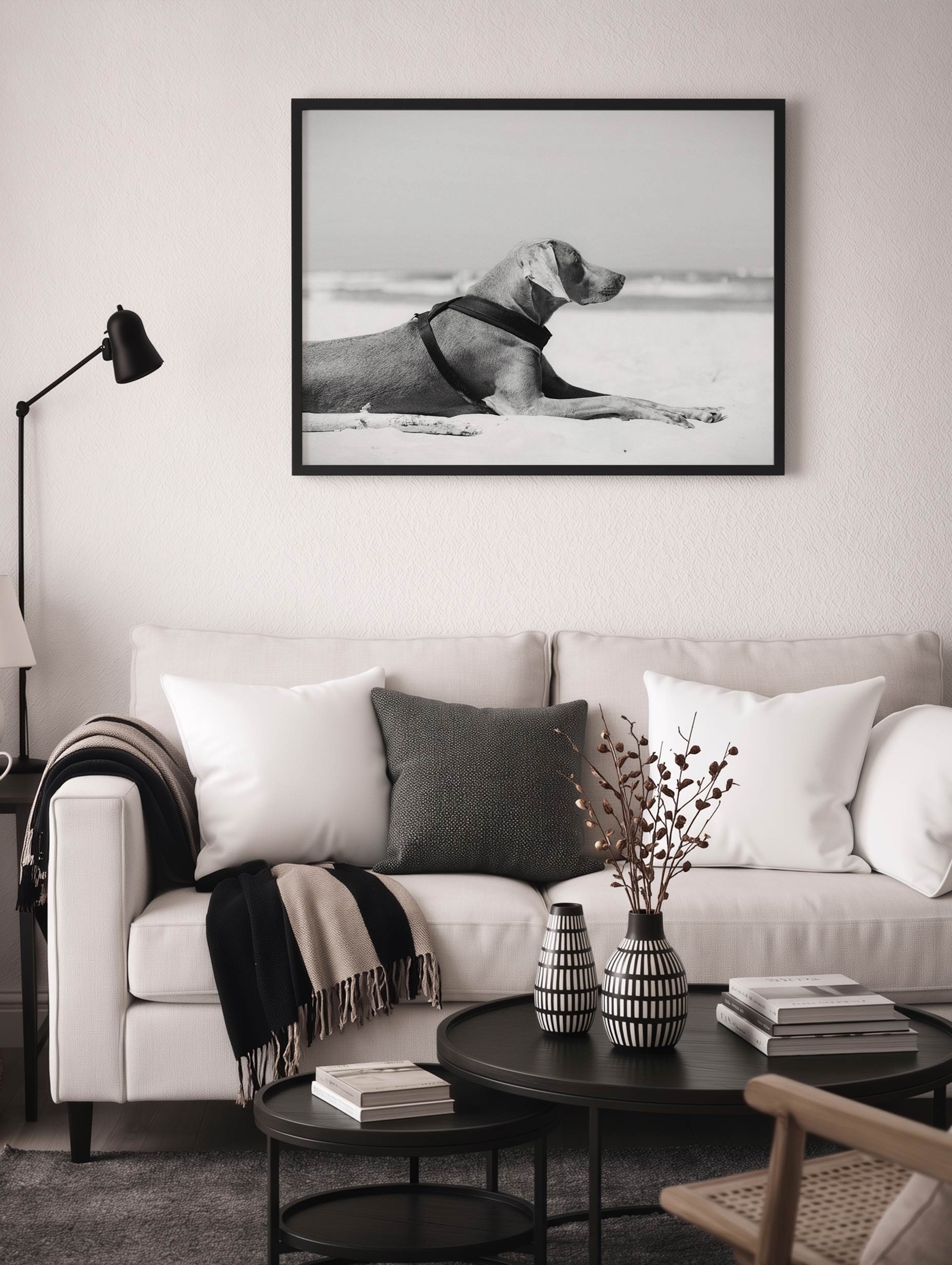 Weimaraner hund liggande på en strandposter