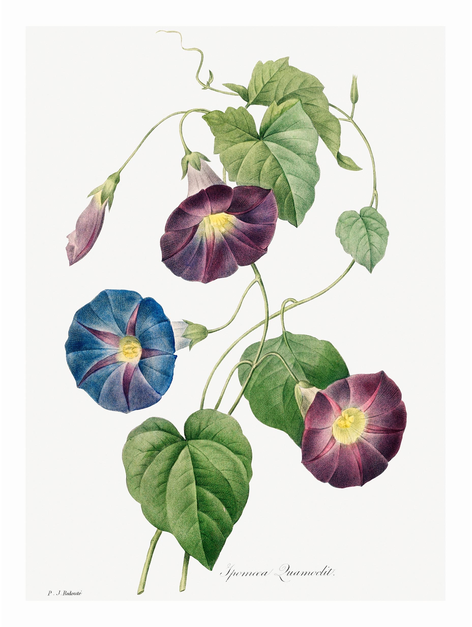Star Glory Morning Glory - Joseph Redoute