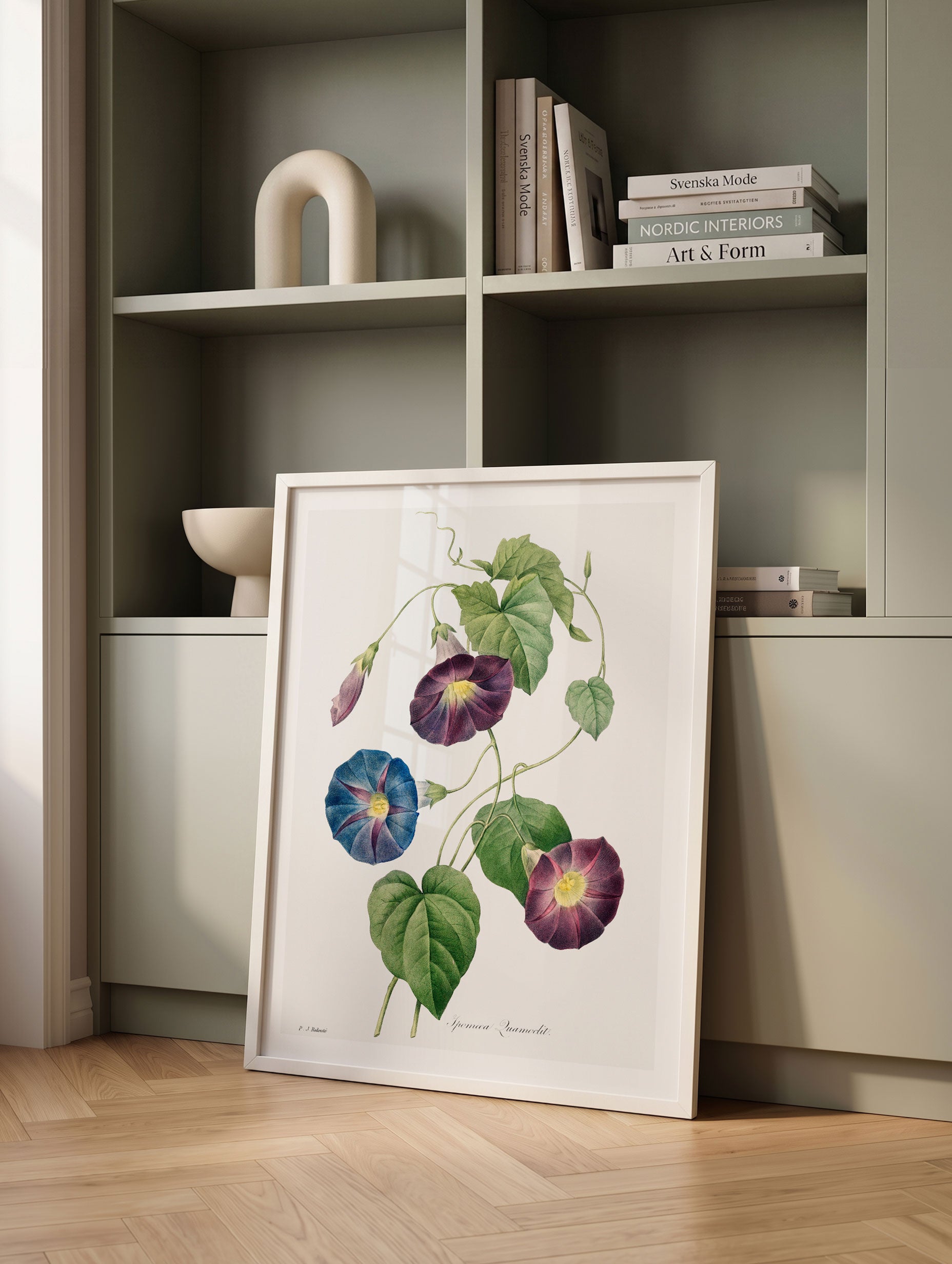 Star Glory Morning Glory - Joseph Redoute Mockup