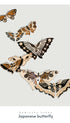 Japanese Butterfly - Kamisaka Sekka Art Print No 2 