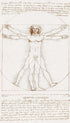 Vitruvian Man - Leonardo Da Vinci