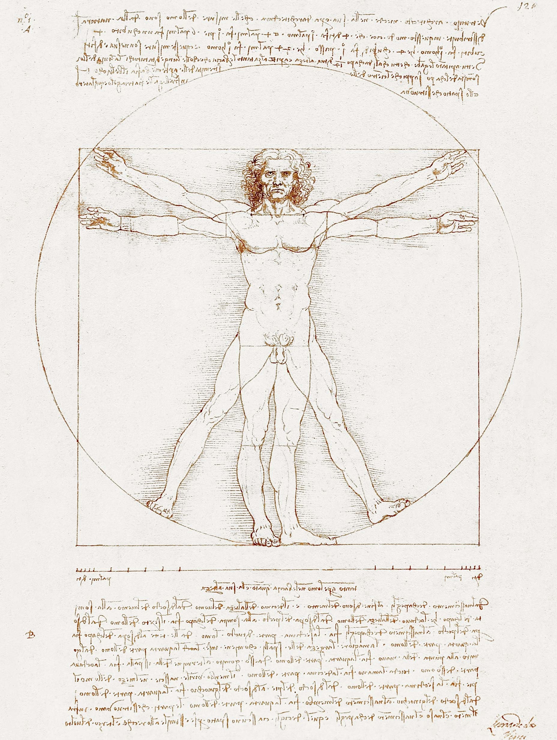 Vitruvian Man - Leonardo Da Vinci