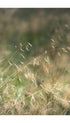 Wavy Hair Grass Poster