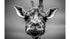 Giraffe Portrait Poster