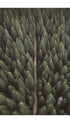 Forest With Dirt Road Poster