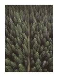 Forest With Dirt Road Poster