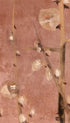 Plum Blossoms – Hon’ami Kōetsu 