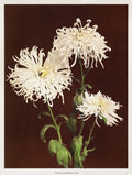 Chrysanthemum – Kazumasa Ogawa Art Print