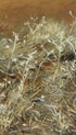 Thistles - John Singer Sargent Art Print