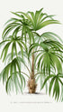 Vintage Palm Tree No 2