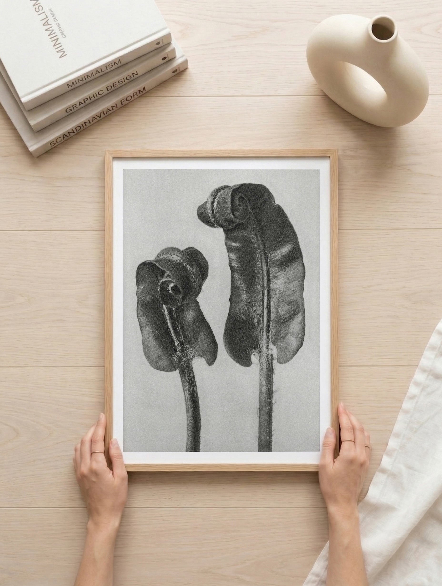 Hart's-Tongue Fern – Karl Blossfeldt Art Print