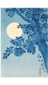 Blossoming Cherry on a Moonlit Night - Ohara Koson