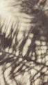 Abstract Palm Leaves Shadows Leaf Art Print