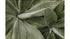 Agave Botanical Poster