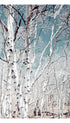 Birch Trees