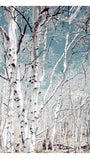 Birch Trees