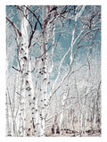 Birch Trees