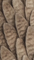 Bird Feathers Abstract Poster