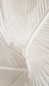 Bird of Paradise leaf Botanical Poster