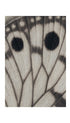 Butterfly Wing Art Print