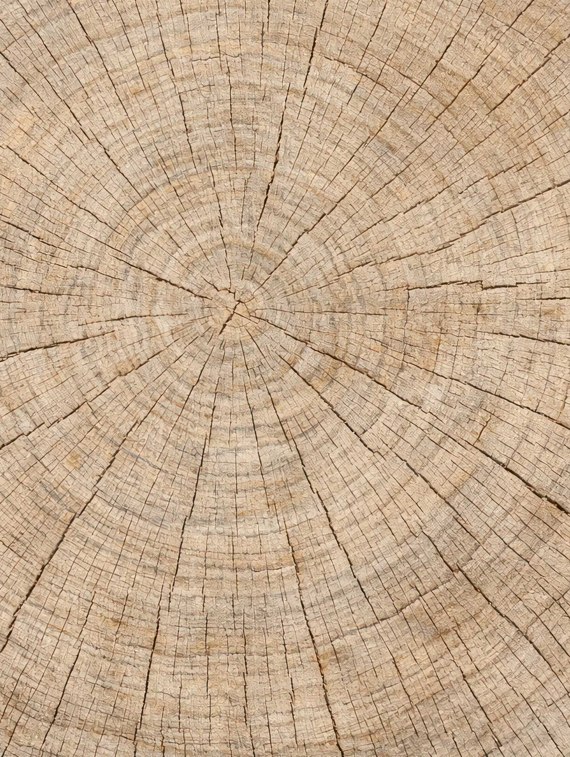 Cracked Wooden Log