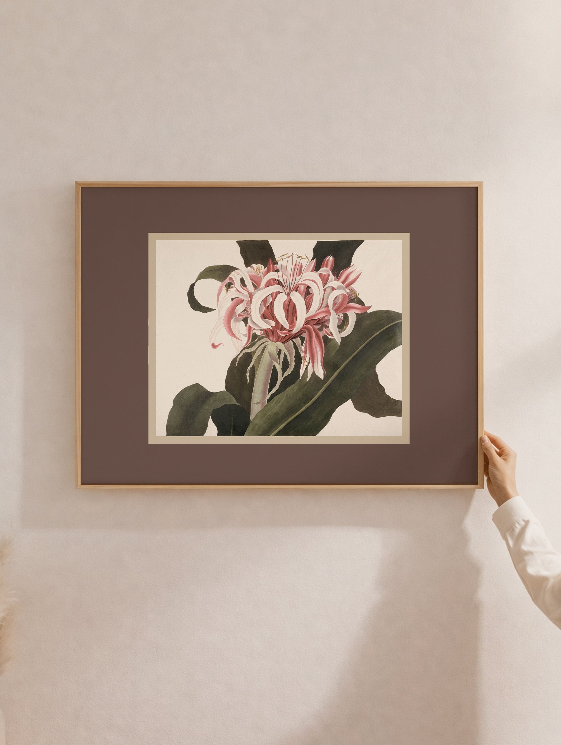 Crinum Augustum Flower Art Print Mockup