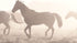 Daily Roundup of Horses Carol M. Highsmith Poster
