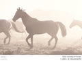 Daily Roundup of Horses Carol M. Highsmith Poster