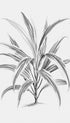 Dracaena Aurantiaca Tree Art Print