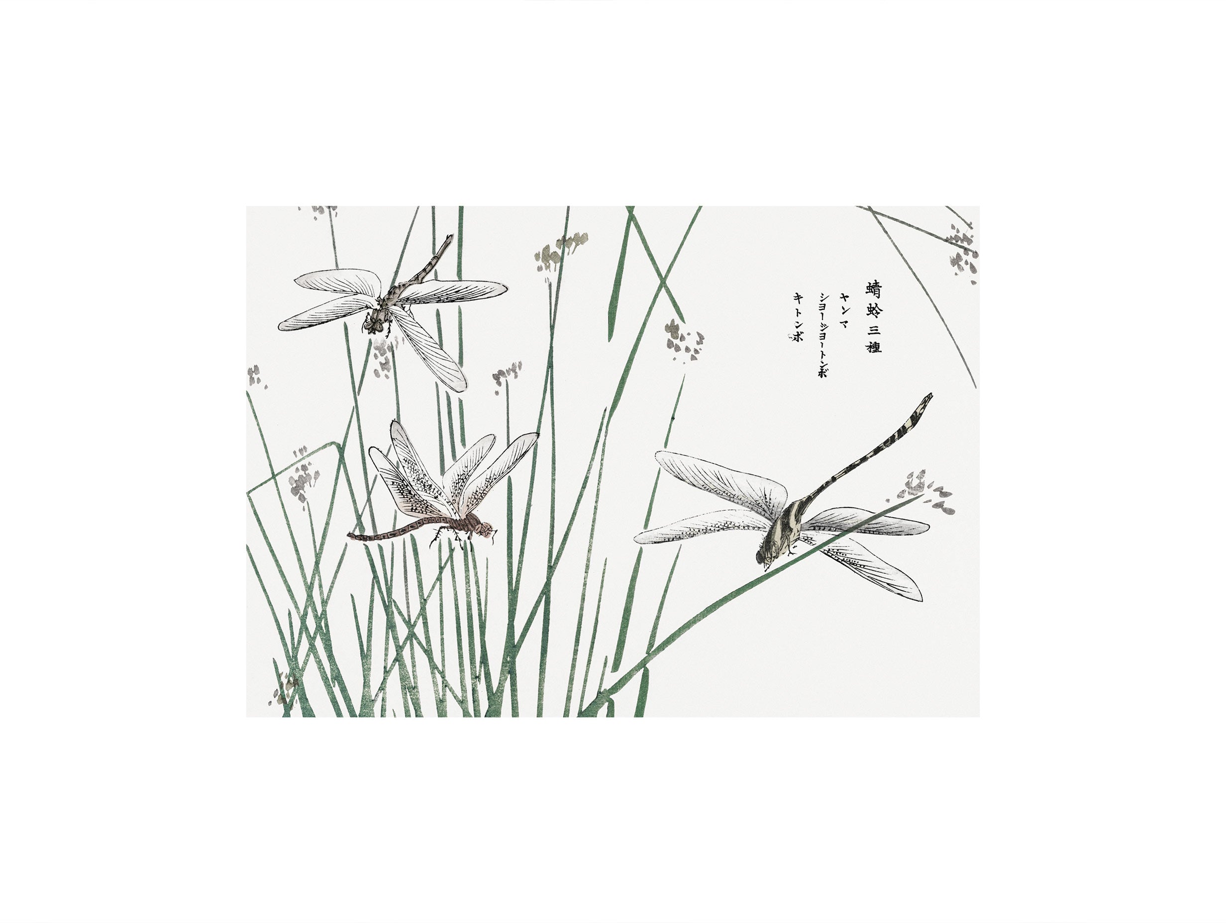 Dragonflies Morimoto Toko Art Print