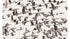 Flock of Geese Migration Animal Poster