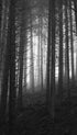 Forest Black and White Poster