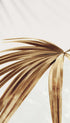 Golden Palm Leaf Botanical Poster