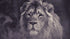 Grayscale Photography of Lion Animal Poster