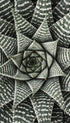 Haworthiopsis Limifolia Flower Poster