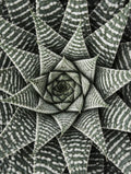 Haworthiopsis Limifolia Flower Poster