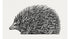Hedgehog Leo Gestel Animal Art Print