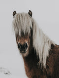 Icelandic Horse Animal Poster