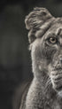 Lioness Black and White Portrait Poster