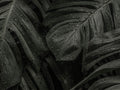Monstera Deliciosa Plant Leaves Botanical Poster