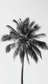 Palm Tree Botanical Poster