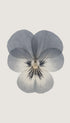 Pansy Flower Art Print