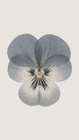 Pansy Flower Art Print
